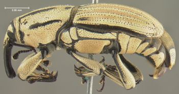 Media type: image;   Entomology 5201 Aspect: habitus lateral view